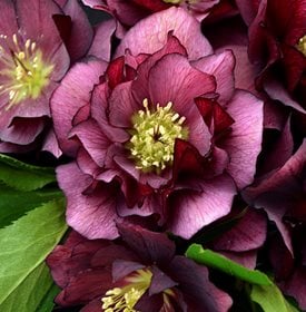 TRUE LOVE HELLEBORE