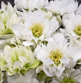 WEDDING BELLS HELLEBORE