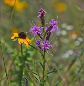 Dwarf blazing star