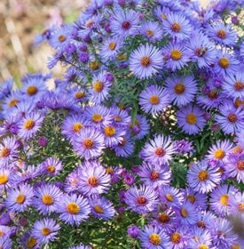 ‘October Skies’ aster - Photo by: Clive Nichols.