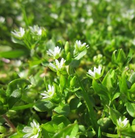 CHICKWEED