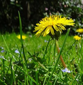 DANDELION