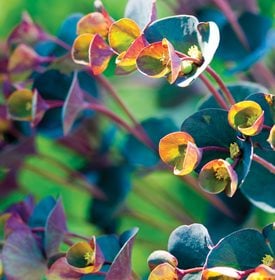 'BLACKBIRD' - Photo by: Rob Cardillo.