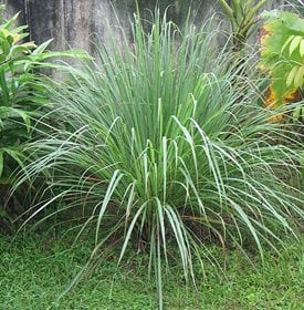 12 Mosquito Repellent Plants Garden Design