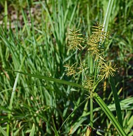 NUTSEDGE