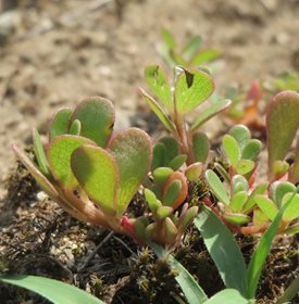 PURSLANE