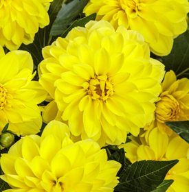 Virtuoso DayGlo Yellow dahlia