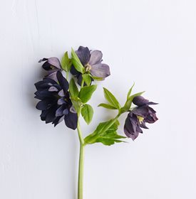 ONYX ODYSSEY HELLEBORE