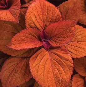 ColorBlaze Sedona Sunset Coleus - Photo by: Proven Winners.