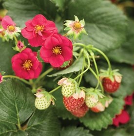 Berried Treasure Red strawberry