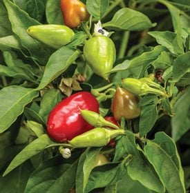 Fire Away Hot and Heavy pepper