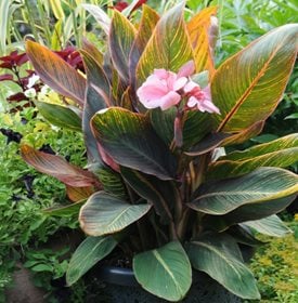 A Guide to Growing Colorful Cannas (Canna lilies) Garden Design