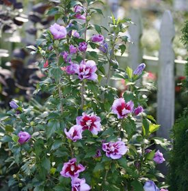 Purple Pillar® rose of Sharon