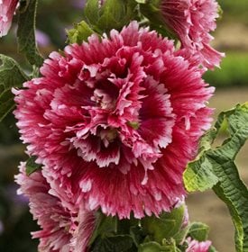 Alcea rosea ‘Fiesta Time’ - Walters Gardens, Inc.