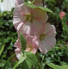 Growing Hollyhocks Planting Caring For Hollyhock Flowers Garden Design