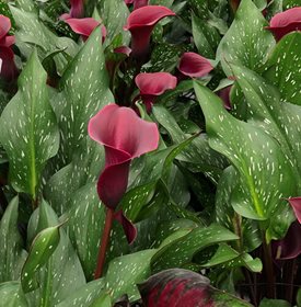 Be My® Heart calla lily