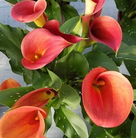 Be My® Main Squeeze