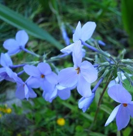 Blue Ridge phlox