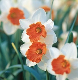 Narcissus 'Chromacolor'