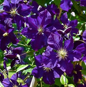 Clematis 'Jackmanii'