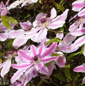 Clematis ‘Nelly Moser’ - John Richmond / Alamy Stock Photo.