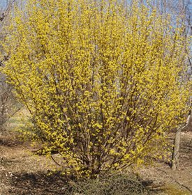 Dogwood Trees Planting Care And Facts Garden Design Cornelian Cherry Dogwood Cornus Mas