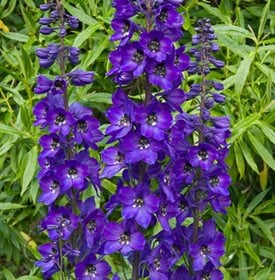 Delphinium ‘Black Knight’ - Garden World Images, Ltd / Alamy Stock Photo.