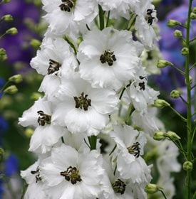 Delphinium elatum ‘Black Eyed Angels’ - Dowdswell’s Delphinium Ltd / Courtesy of Walters Gardens, Inc.