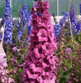 ‘Pink Punch’ delphinium hybrid - Courtesy of Walters Gardens, Inc.