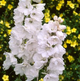 Delphinium ‘Galahad’ - Holmes Garden Photos / Alamy Stock Photo.