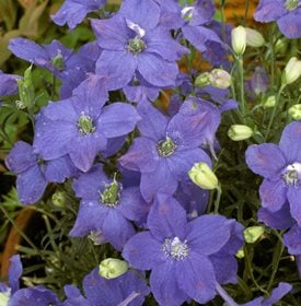 Delphinium grandiflorum ‘Blue Mirror’ - Garden World Images, Ltd / Alamy Stock Photo.