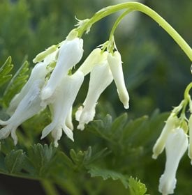 Dicentra eximia ‘Snowdrift’ - Photo by: Walters Gardens, Inc.