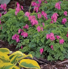 Dicentra 'King of Hearts' - Photo by: Walters Gardens, Inc.