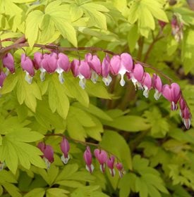 Lamprocapnos spectabilis ‘Gold Heart’ - Photo by: Proven Winners