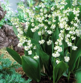 C. majalis 'Prolificans' - visi39873 © Visions BV, Netherlands / VisionsPictures & Photography.