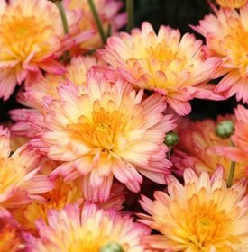 Flamingo Pineapple Pink