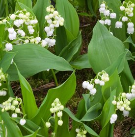 C. majalis ‘Fortin’s Giant’ - judywhite / GardenPhotos.com.