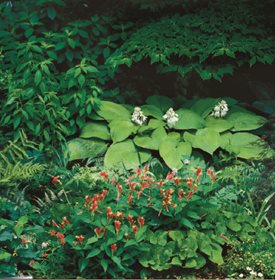 Hosta Garden Designs north Golden Sculpture Photo By J Paul Moore Hosta Garden Designs find this pin and more on hosta gardening Golden Sculpture Photo By J Paul Moore
