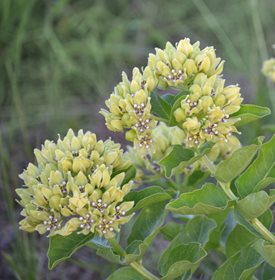 Asclepias viridis (green milkweed) - Photo by: MaryAnne Campbell / Shutterstock.