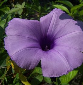 Ipomoea cairica - Lucia Barabino / Pixabay.com.