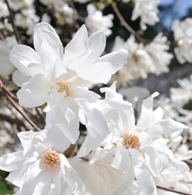 'Ballerina'