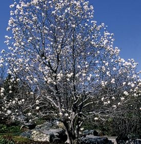 M. xloebneri 'Merrill' 