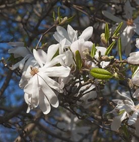 Star magnolias (M. stellata) 