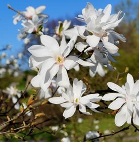 M. stellata 'Royal Star' 