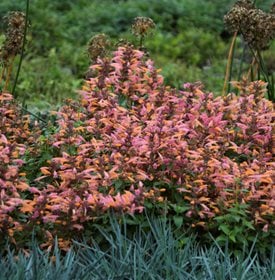 MANGO TANGO AGASTACHE