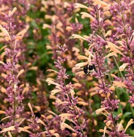 MEANT TO BEE QUEEN NECTARINE AGASTACHE
