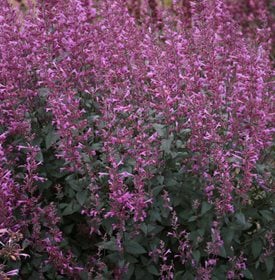 MEANT TO BEE ROYAL RASPBERRY AGASTACHE