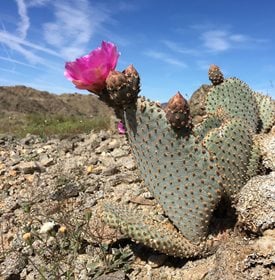 Opuntia basilaris Beavertail cactus - Amberdiehl / Pixabay.com.
