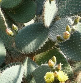 Opuntia Engelmannii Spiny Texas Prickly Pear Cactus Plant Pad Cuttings Lot of 3