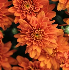 Orange Zest